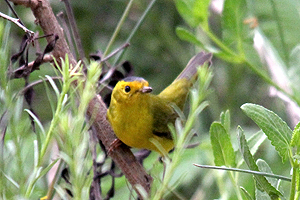 Wilson's Warbler